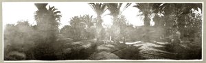 Palmboomgaard, c.1917-18 door Capt. Arthur Rhodes